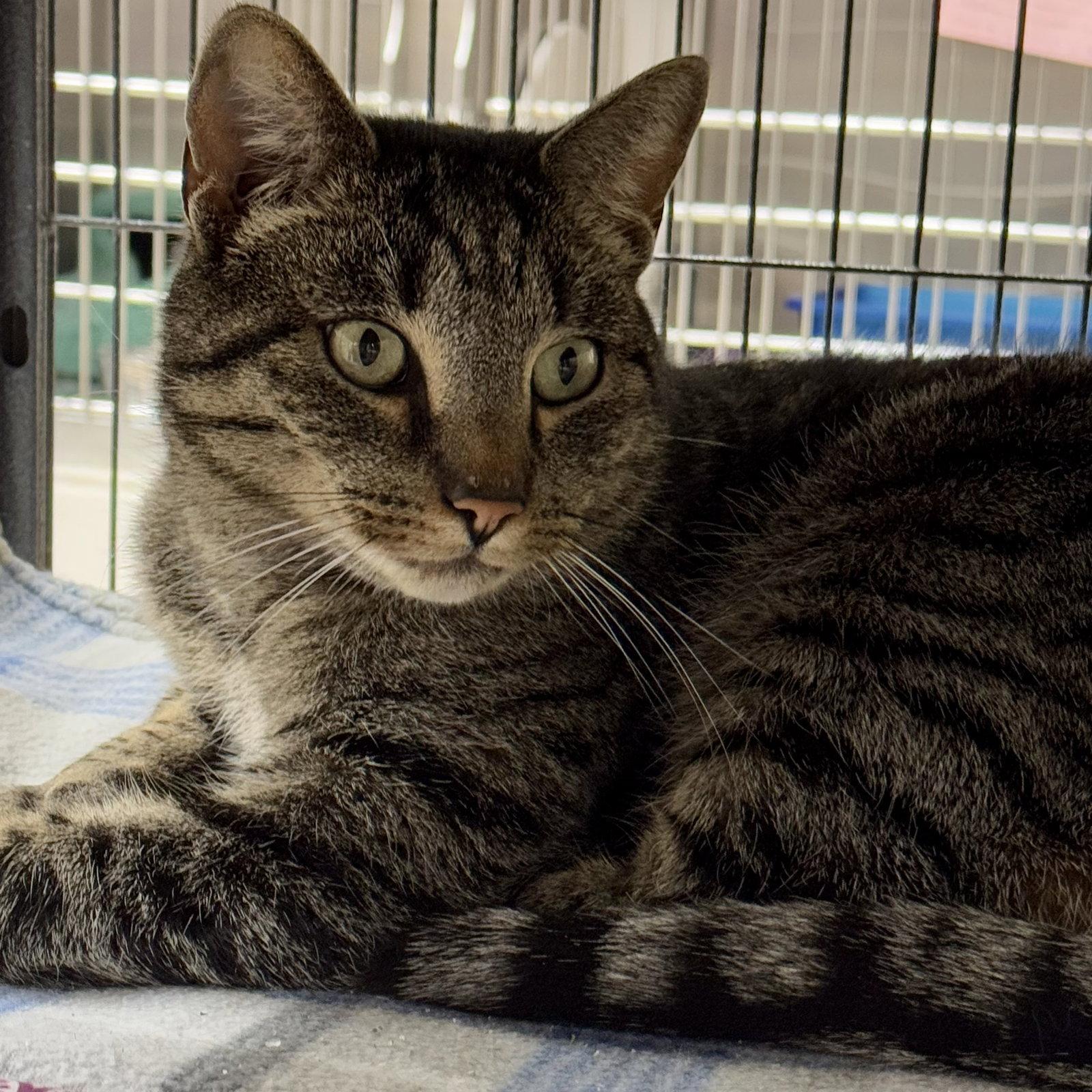 Chester, Adopted, Adult Male Domestic Short Hair & Tabby.