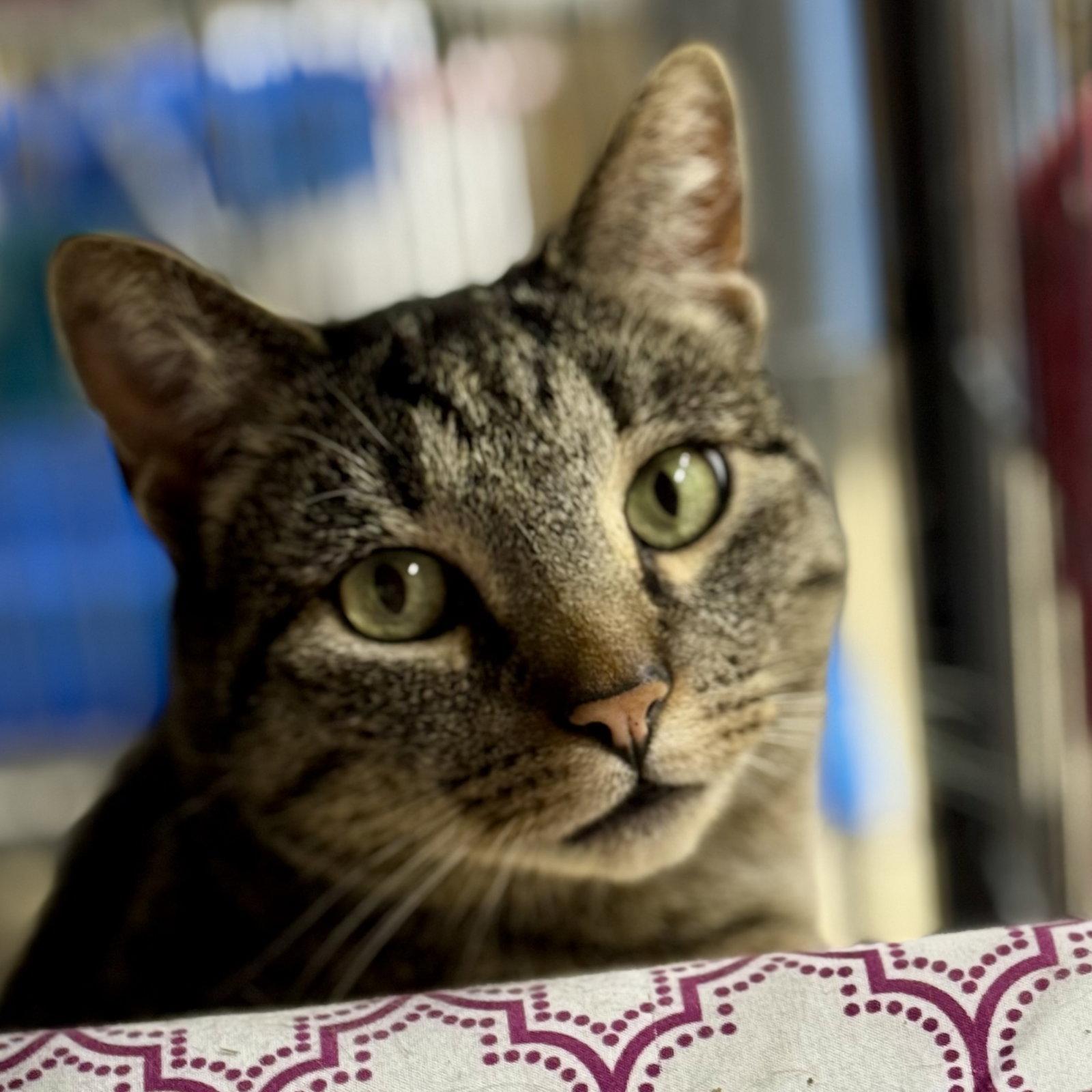 Chester, a Adopted mixed breed in Winchendon, MA image 3/3