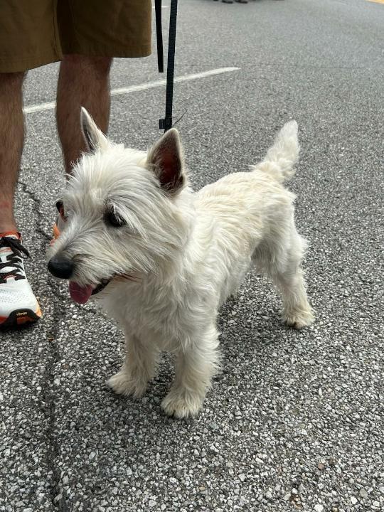Enlarge Georgie Boy, a Adopted West Highland White Terrier / Westie in Rootstown, OH image 1/2