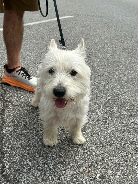 Enlarge Georgie Boy, a Adopted West Highland White Terrier / Westie in Rootstown, OH image 2/2