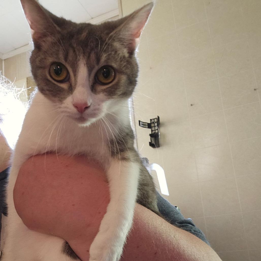 Kung Pow, Adoptable, Young Female Domestic Short Hair.