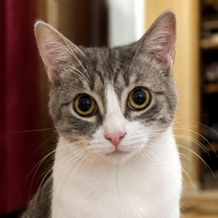 Enlarge Kung Pow, a Adoptable Domestic Short Hair in Mount Vernon, IN image 2/6