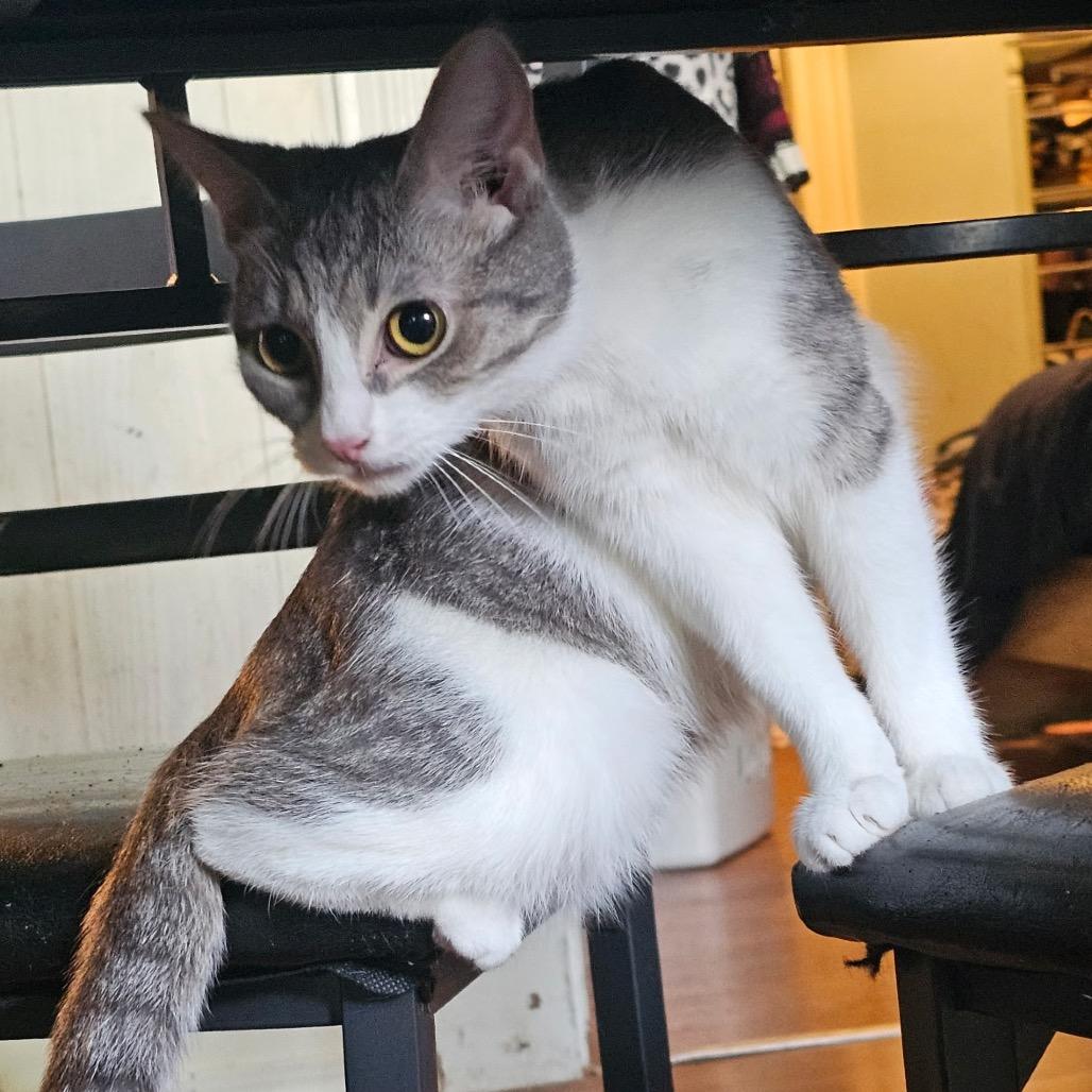 Enlarge Kung Pow, a Adoptable Domestic Short Hair in Mount Vernon, IN image 3/6
