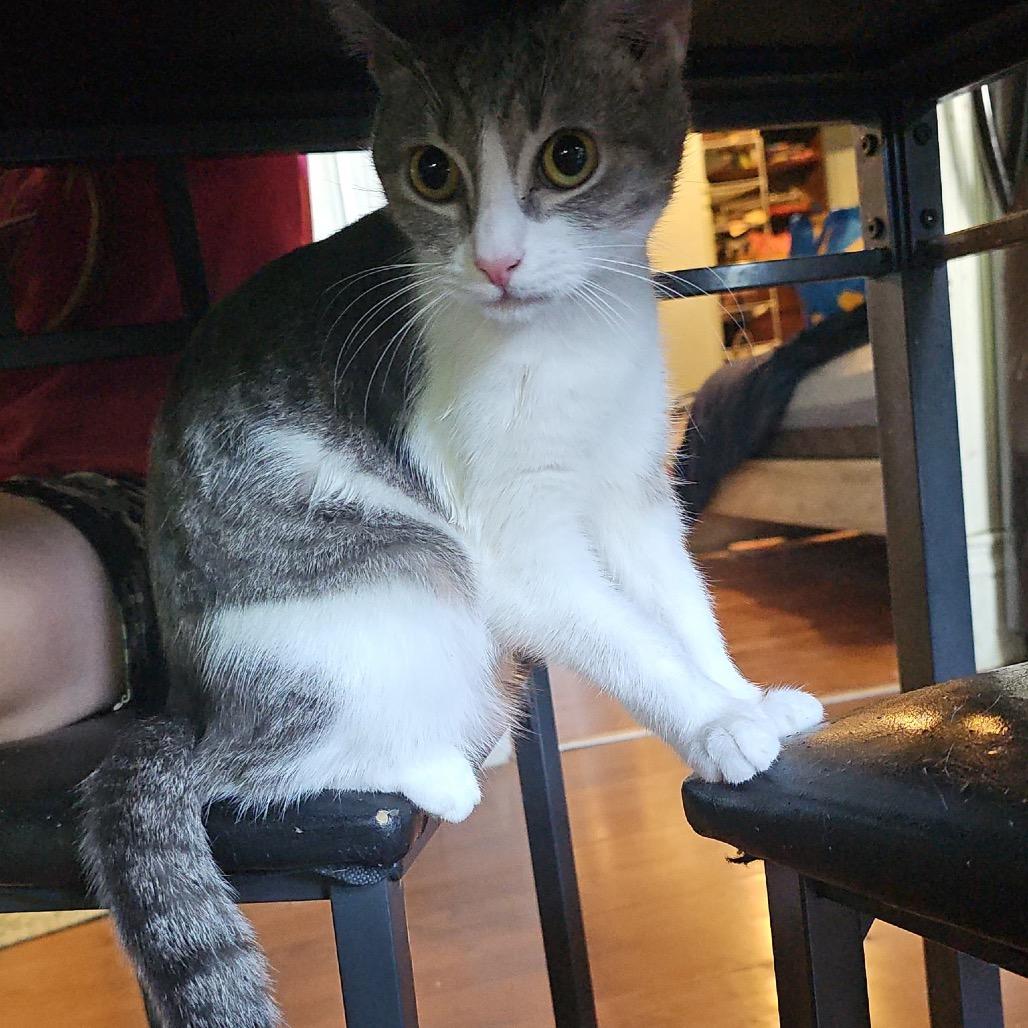 Enlarge Kung Pow, a Adoptable Domestic Short Hair in Mount Vernon, IN image 6/6