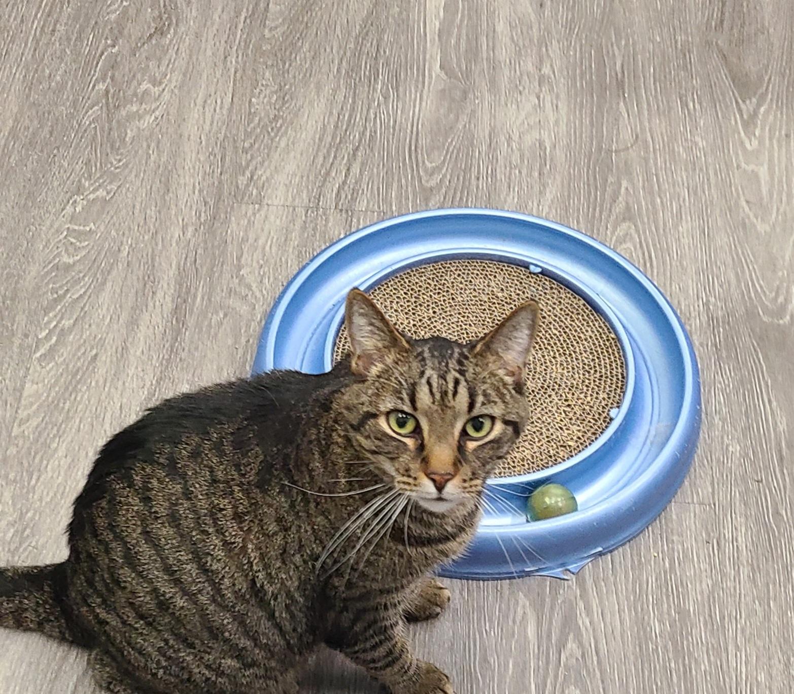 Enlarge Daredevil, an adopted Domestic Short Hair in Lewis Center, OH image 1/5