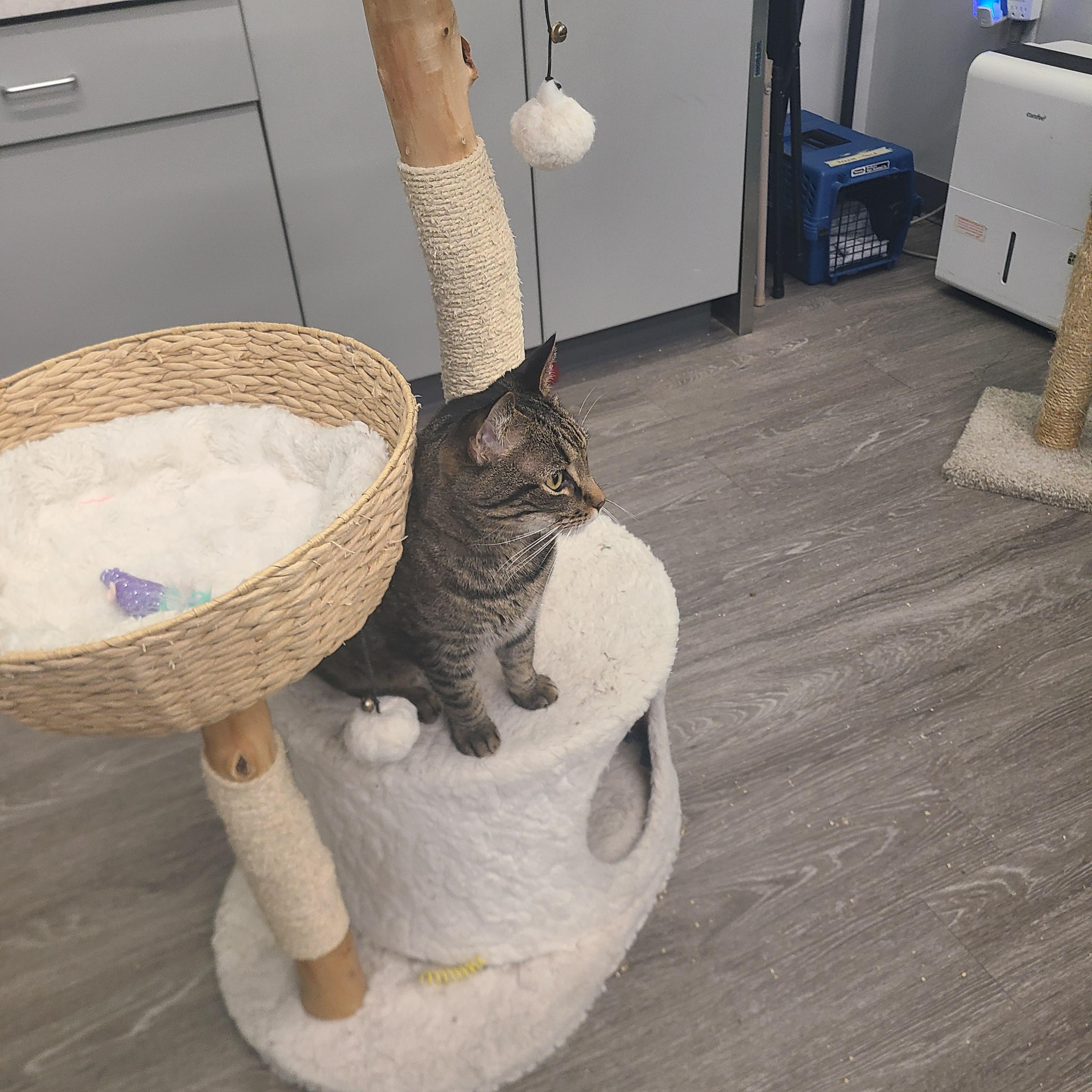 Enlarge Daredevil, an adopted Domestic Short Hair in Lewis Center, OH image 3/5