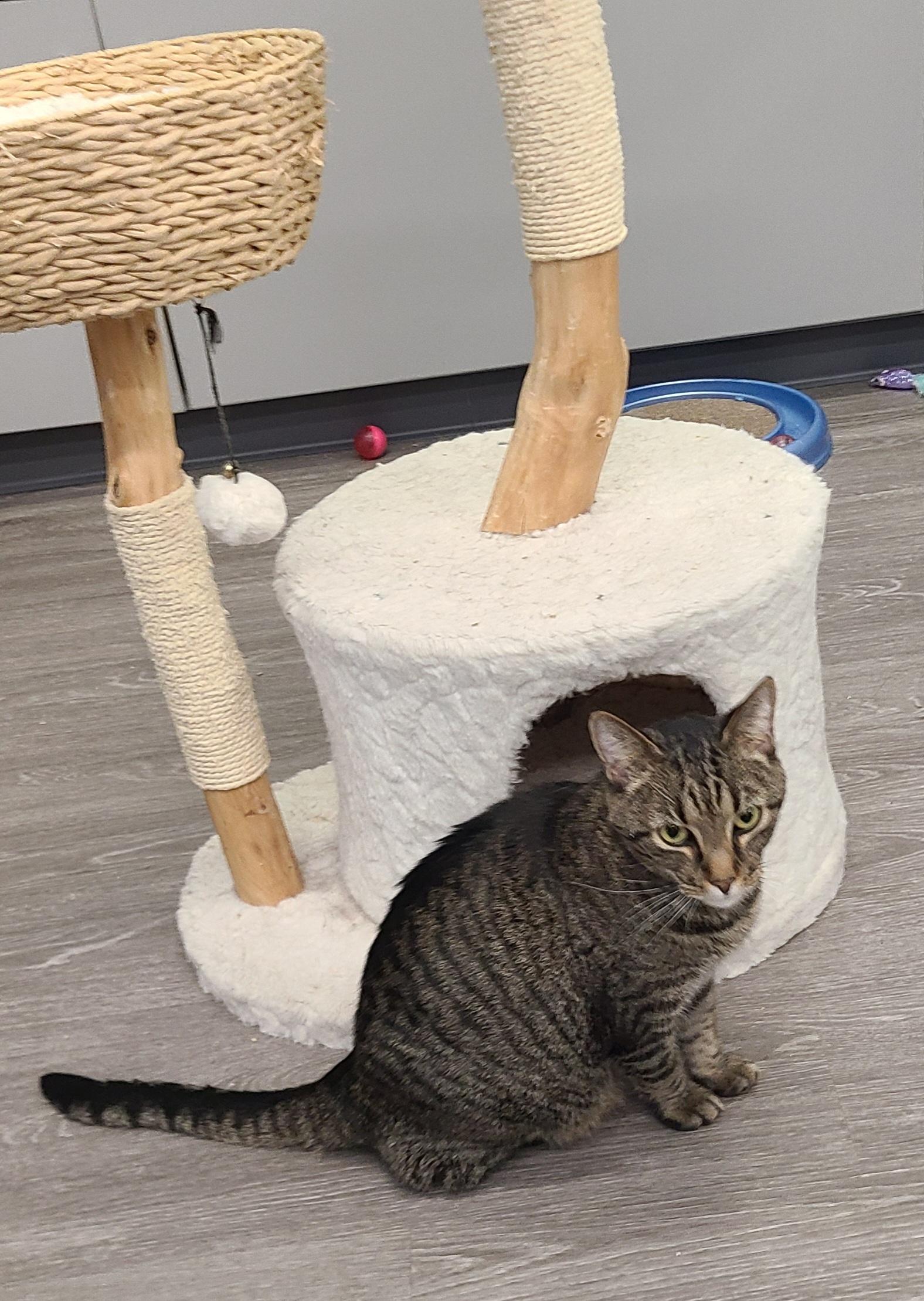 Enlarge Daredevil, an adopted Domestic Short Hair in Lewis Center, OH image 5/5