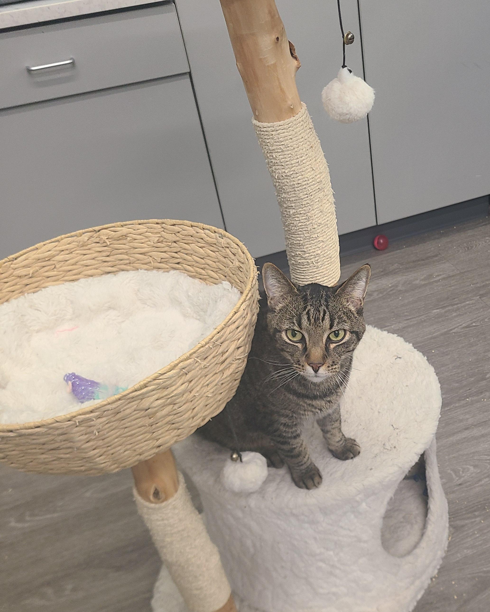 Enlarge Daredevil, an adopted Domestic Short Hair in Lewis Center, OH image 2/5