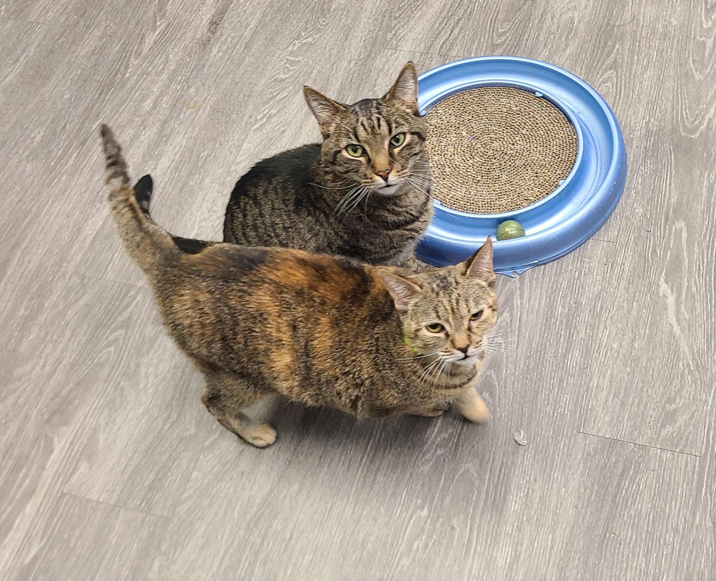 Enlarge Daredevil, an adopted Domestic Short Hair in Lewis Center, OH image 4/5