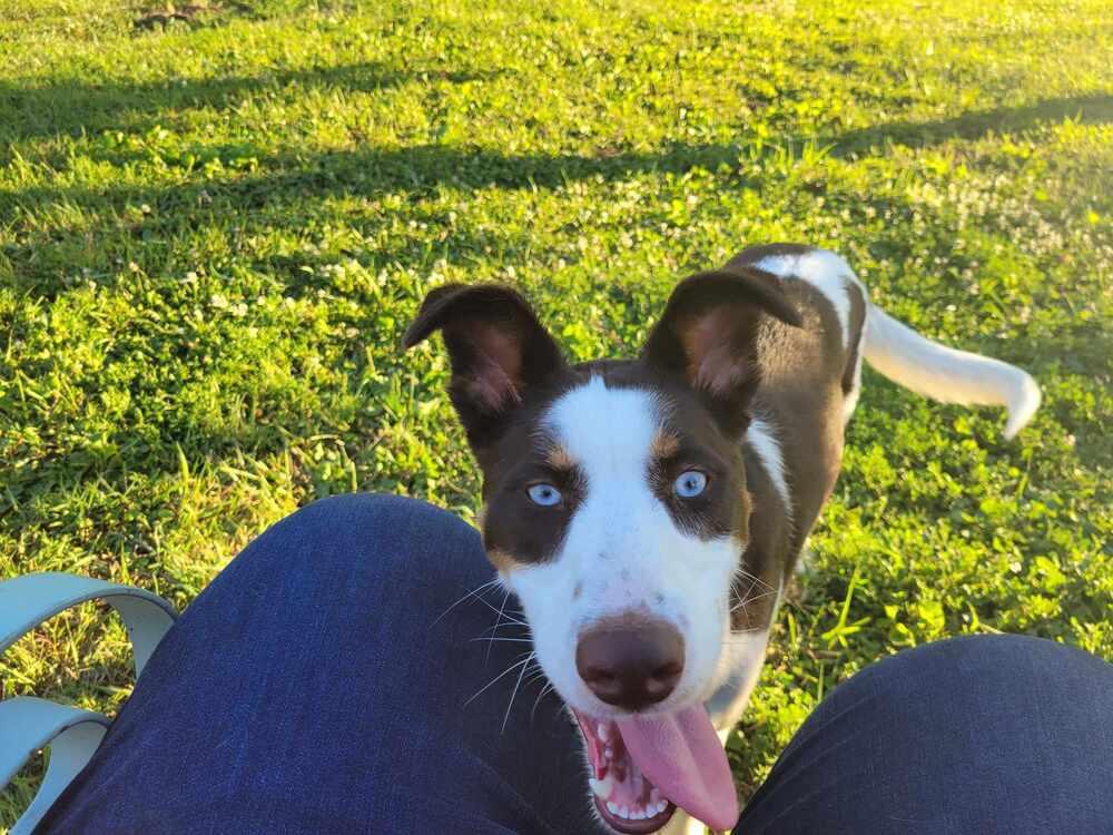 Enlarge Tilly, a Adoptable mixed breed in Peoria, IL image 1/6