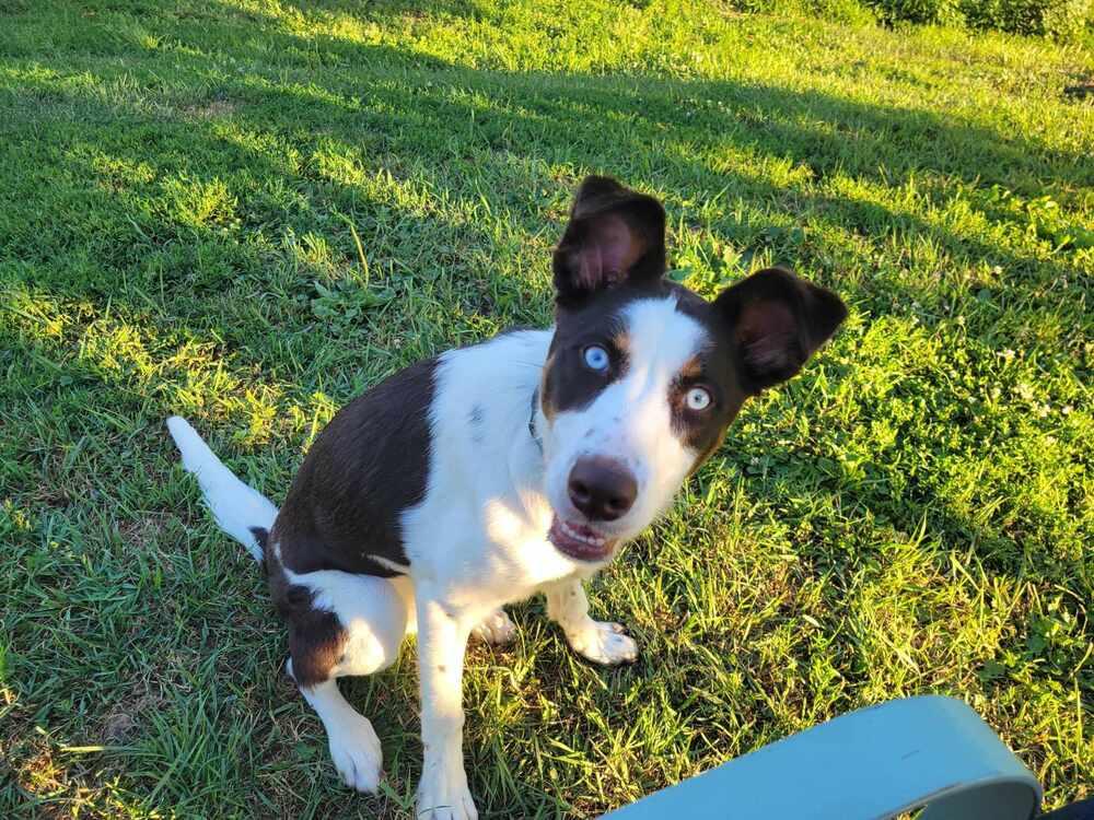 Enlarge Tilly, a Adoptable mixed breed in Peoria, IL image 4/6