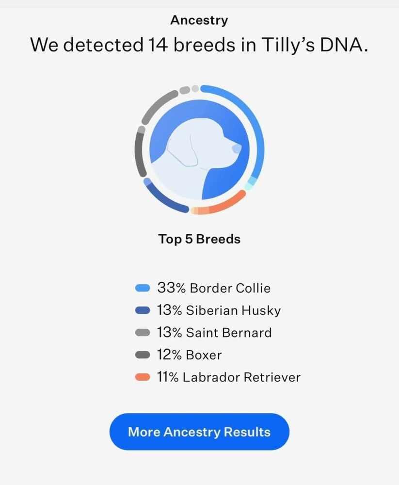 Enlarge Tilly, a Adoptable mixed breed in Peoria, IL image 5/6
