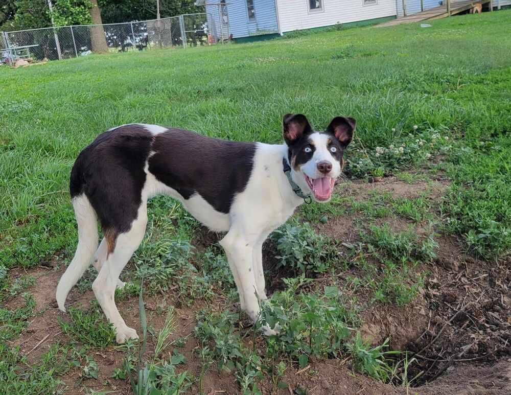 Enlarge Tilly, a Adoptable mixed breed in Peoria, IL image 6/6