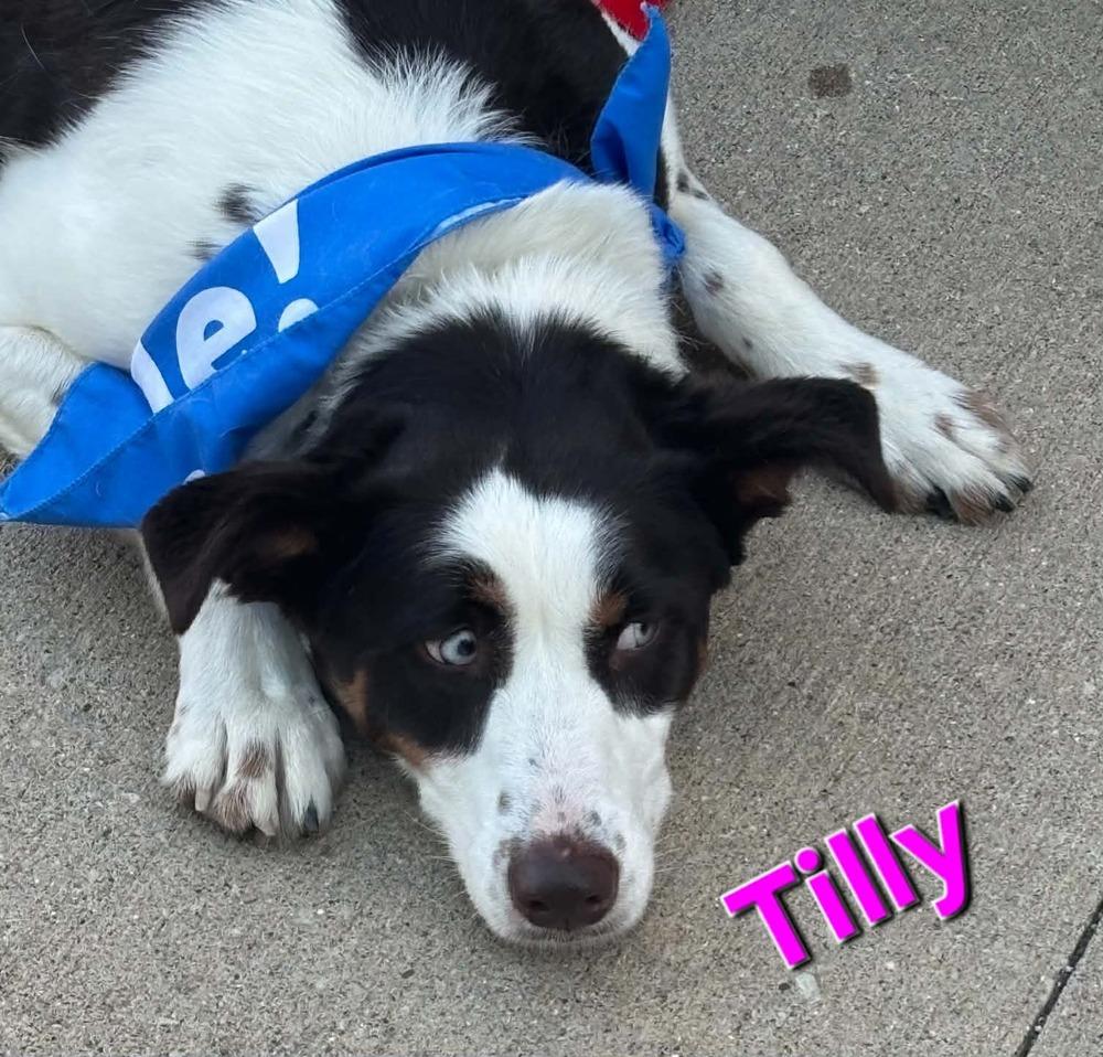 Tilly, a Adoptable mixed breed in Peoria, IL image 6/6