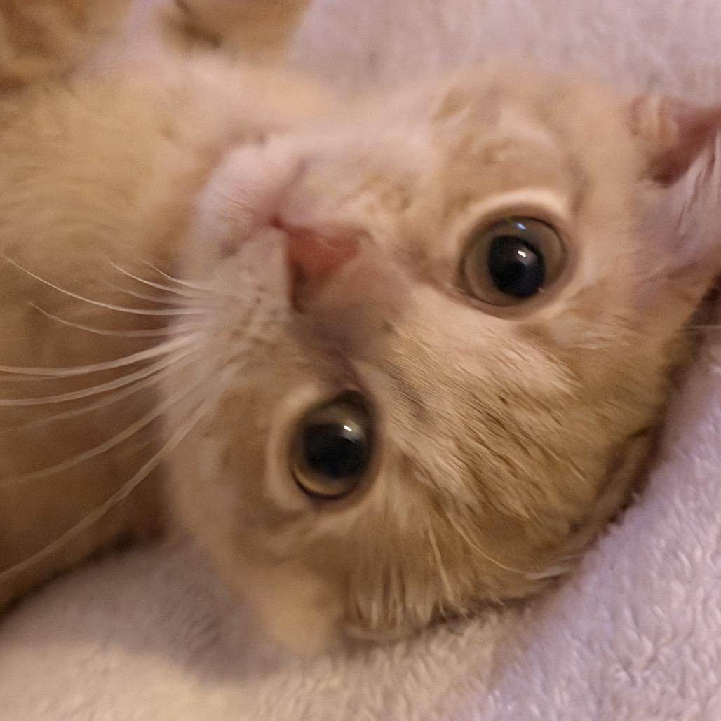 Gouda, Adoptable, Kitten Female Domestic Short Hair.