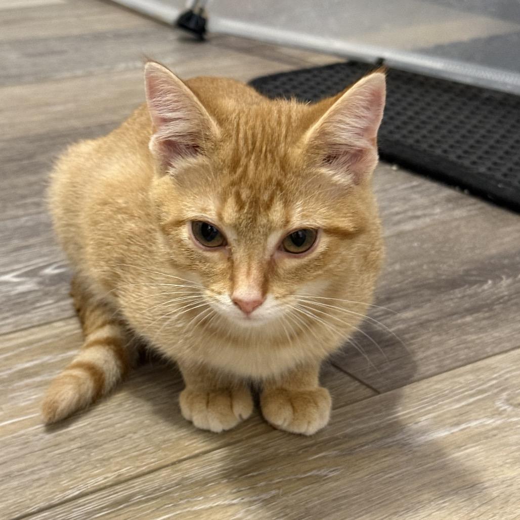 Enlarge Gouda, a Adoptable Domestic Short Hair in Georgetown, KY image 2/3