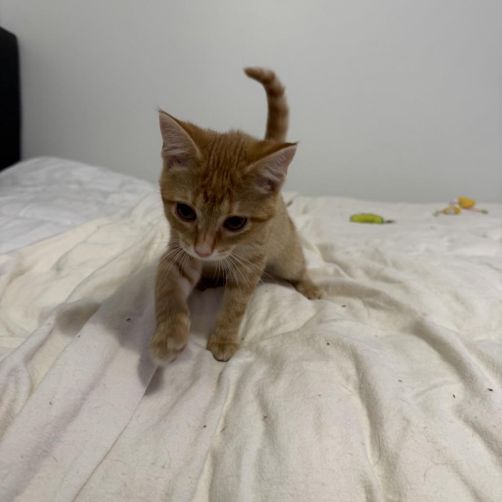 Enlarge Gouda, a Adoptable Domestic Short Hair in Georgetown, KY image 3/3