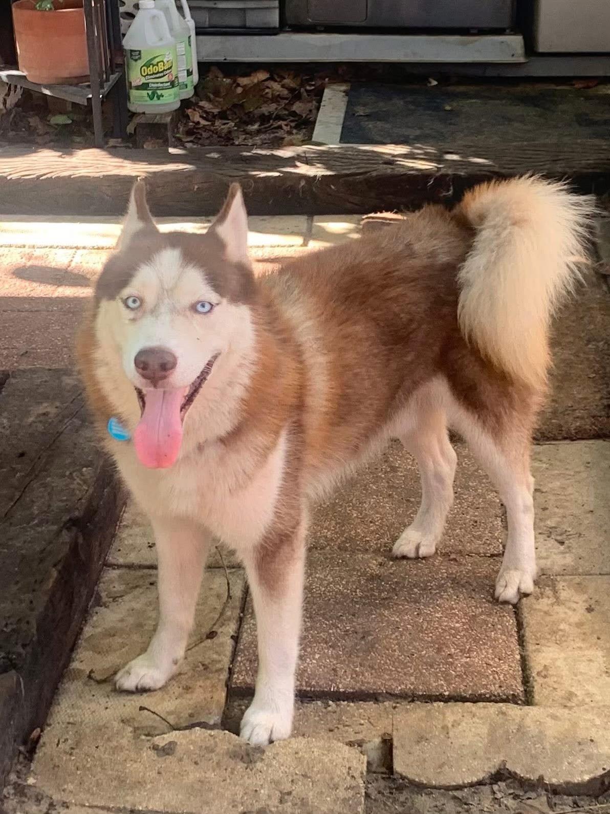 Enlarge Auburn, a Adopted Siberian Husky in Lakeland, FL image 1/4