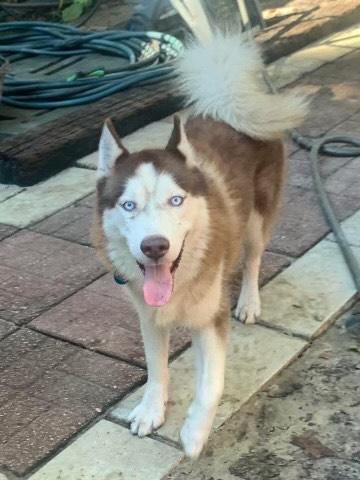 Auburn, Adopted, Adult Male Siberian Husky.