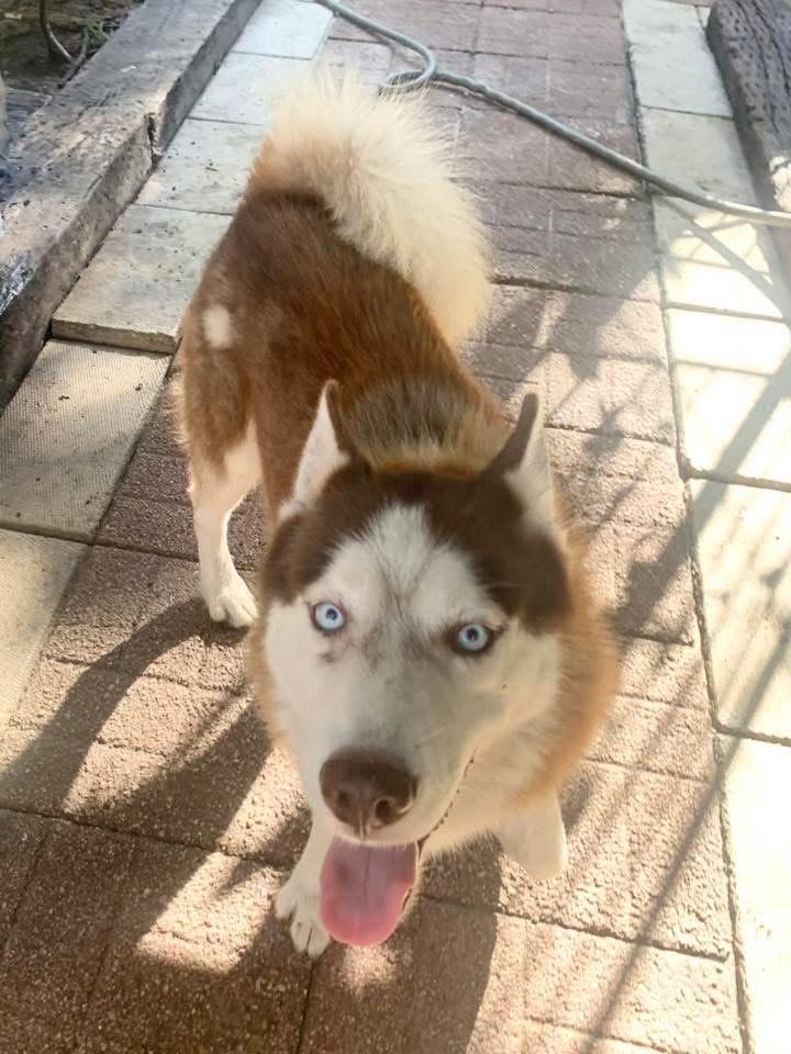 Enlarge Auburn, a Adopted Siberian Husky in Lakeland, FL image 3/4
