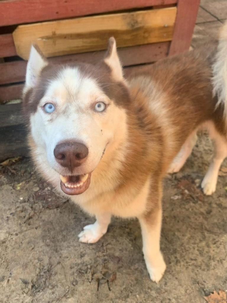 Enlarge Auburn, a Adopted Siberian Husky in Lakeland, FL image 4/4