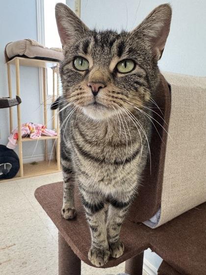 Enlarge Emily, a Adoptable mixed breed in Erin, ON image 2/2