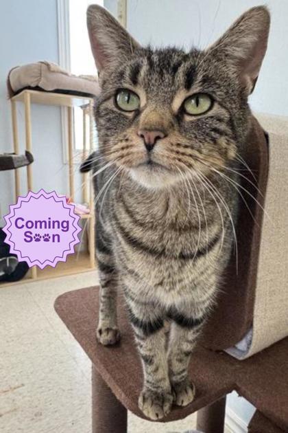 Emily, Adoptable, Young Female Domestic Short Hair & Domestic Short Hair.