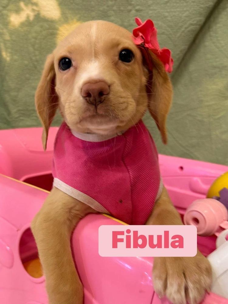 Fibula, Adoptable, Puppy Female Labrador Retriever & Hound.