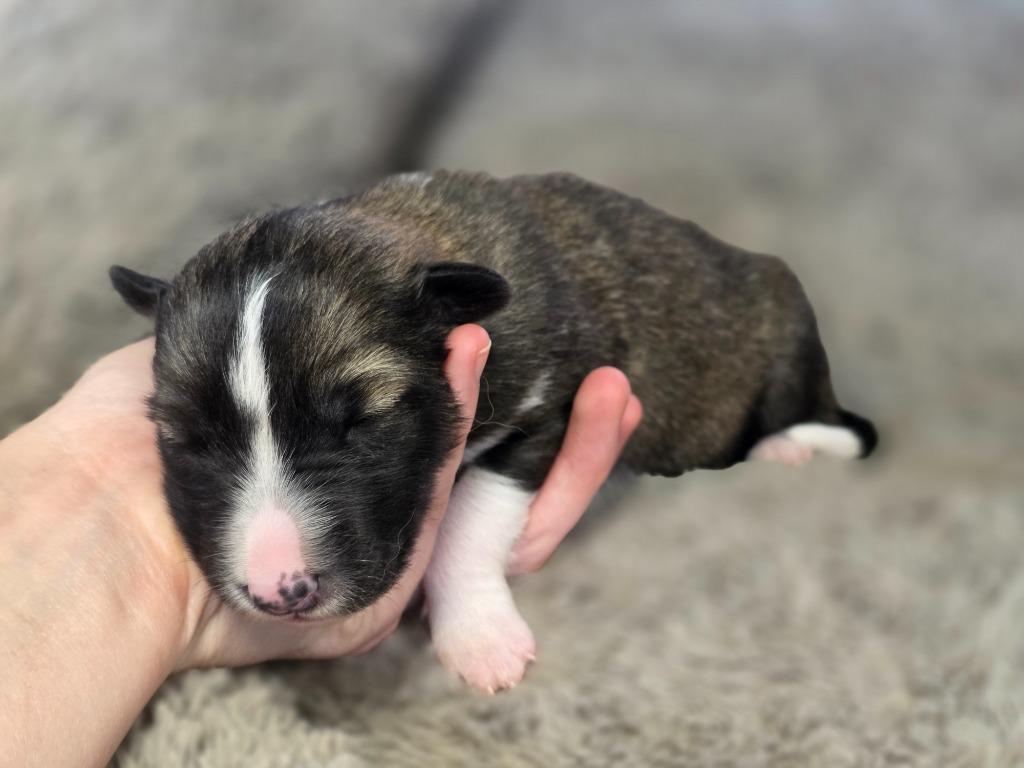 Enlarge Everly, a Adoptable Collie in Carthage, MO image 1/2