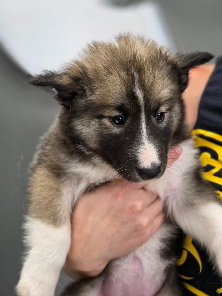 Enlarge Everly, a Adoptable Collie in Carthage, MO image 2/2