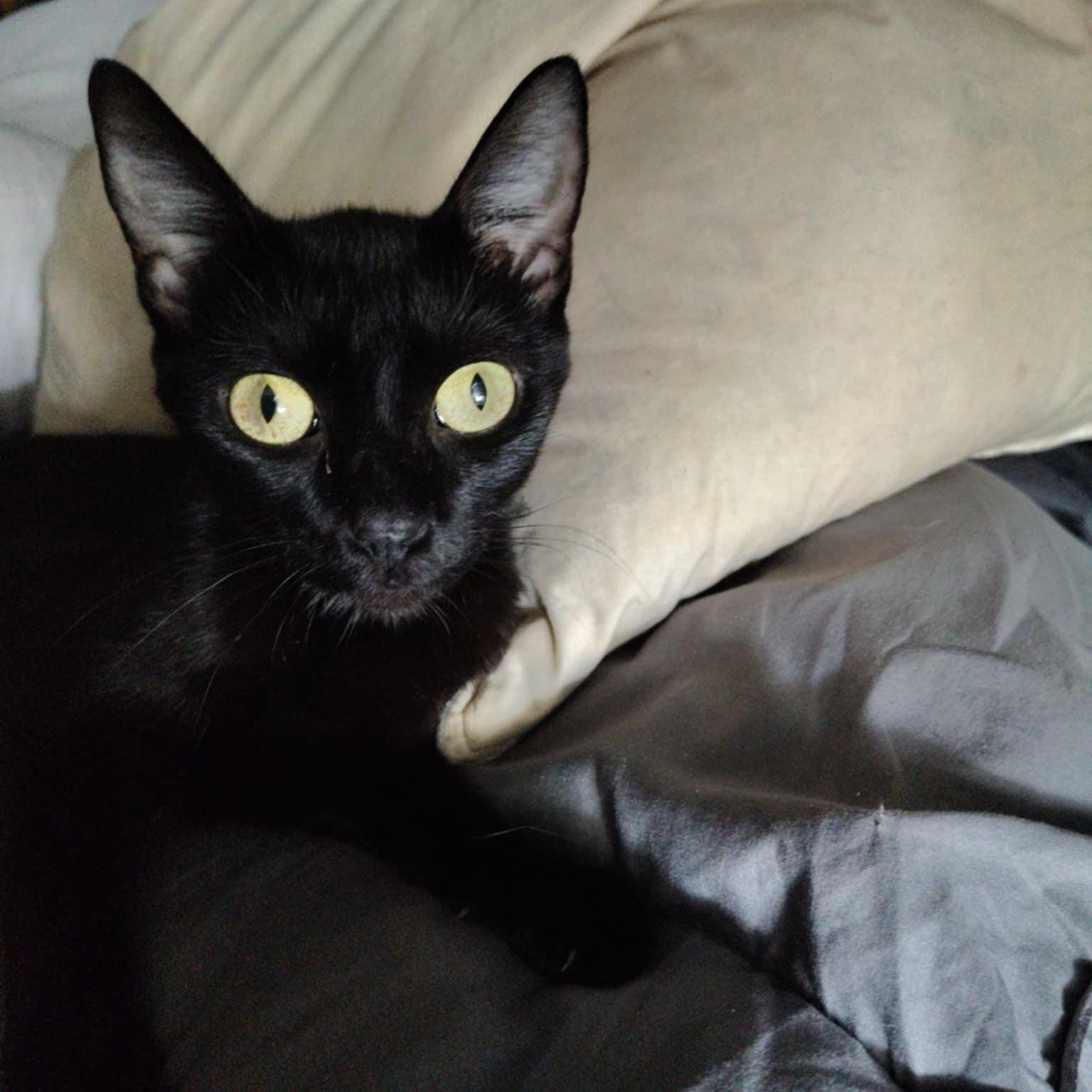 Enlarge Queen Michelle Pfeiffer, a Adoptable Domestic Short Hair in Bentonville, AR image 1/1