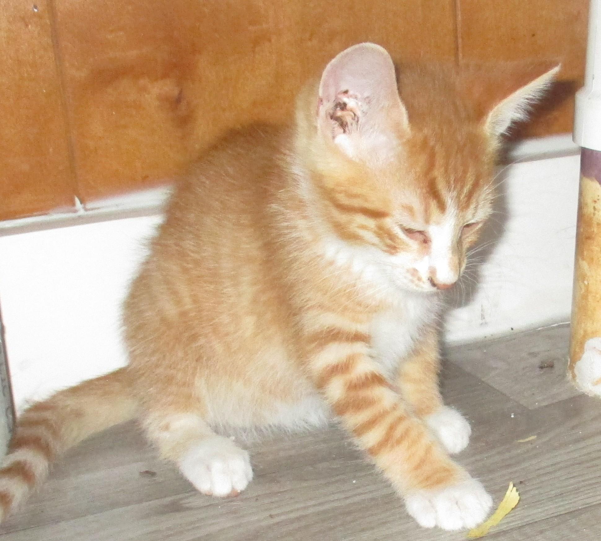 Enlarge PEKOE, a Adoptable Domestic Short Hair in Troutman, NC image 2/6