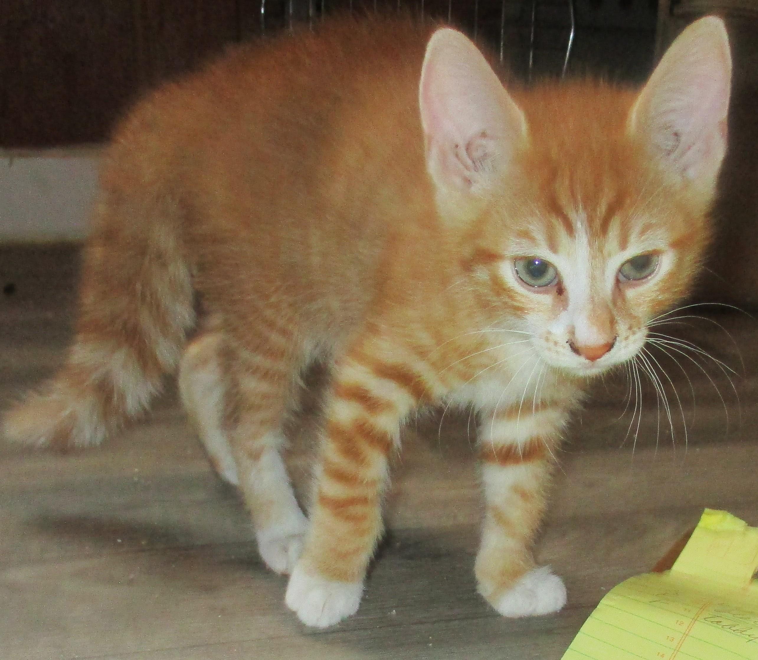 Enlarge PEKOE, a Adoptable Domestic Short Hair in Troutman, NC image 5/6