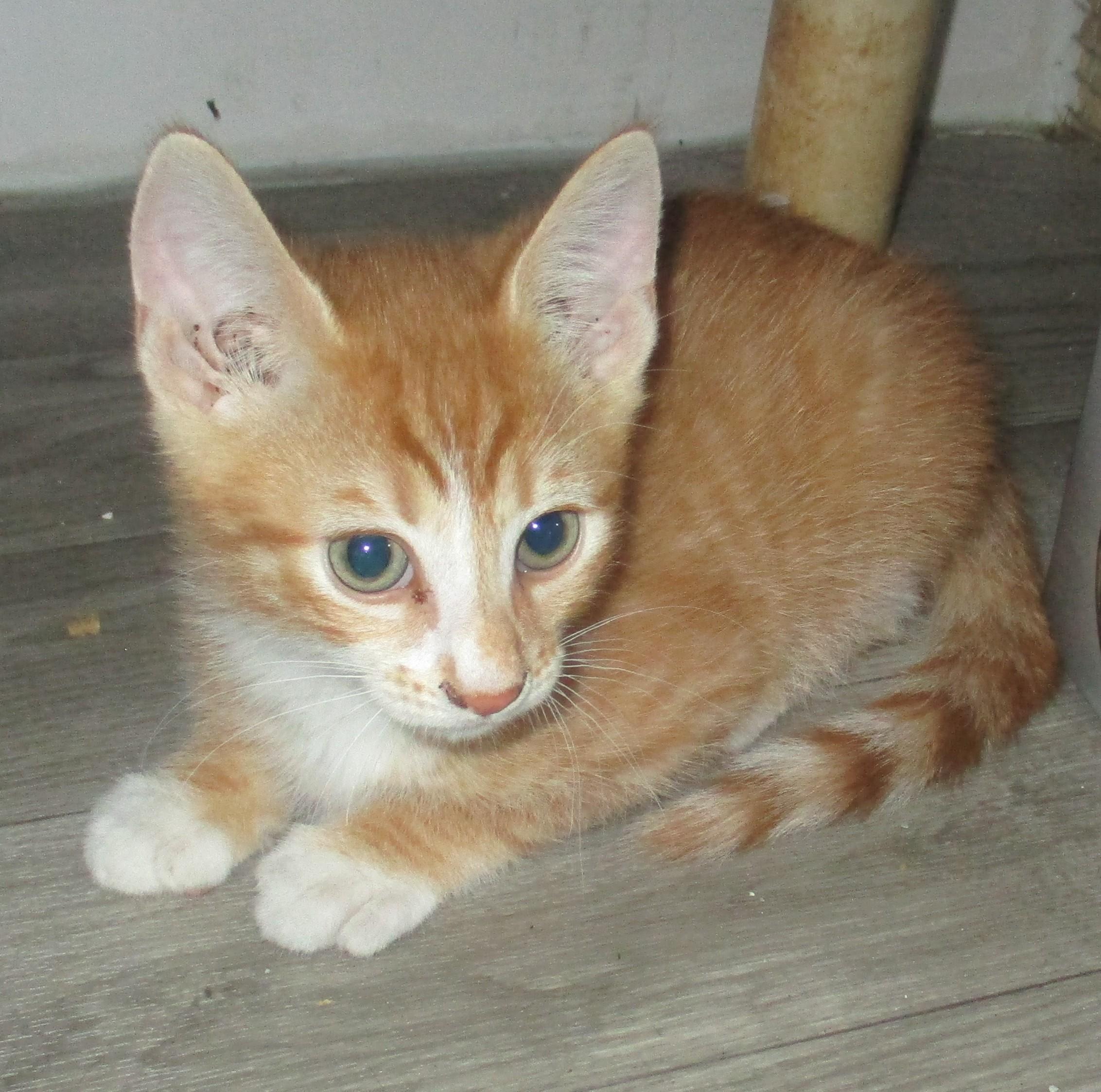 PEKOE, Adoptable, Kitten Male Domestic Short Hair.