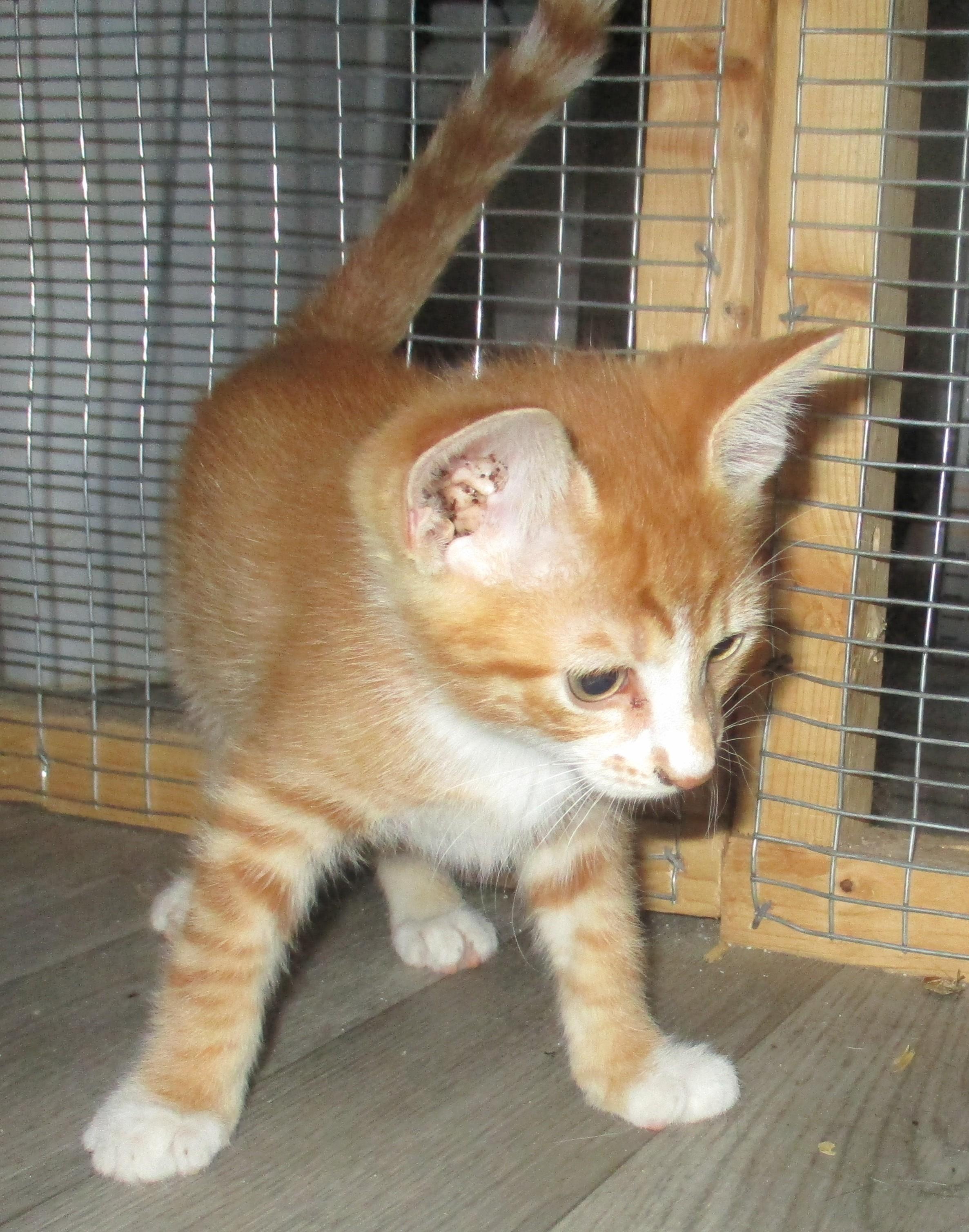 Enlarge PEKOE, a Adoptable Domestic Short Hair in Troutman, NC image 4/6