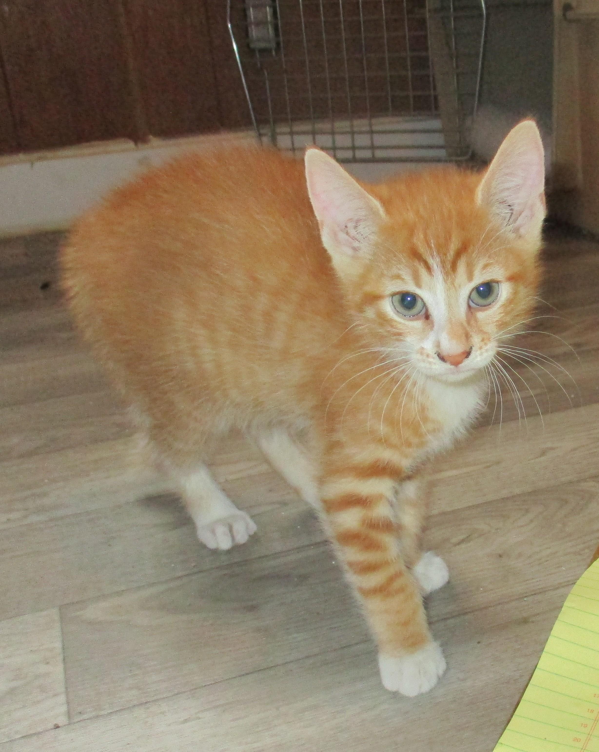 Enlarge PEKOE, a Adoptable Domestic Short Hair in Troutman, NC image 3/6