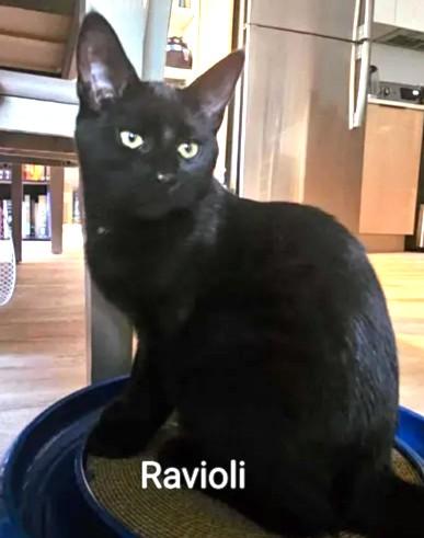 Ravioli, adopted, Kitten Male Domestic Short Hair.