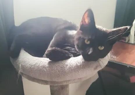 Enlarge Ravioli, an adopted Domestic Short Hair in Chertsey, QC image 4/4