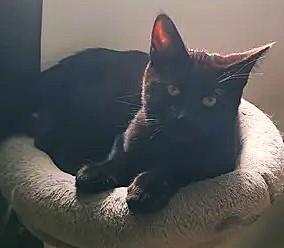 Enlarge Ravioli, an adopted Domestic Short Hair in Chertsey, QC image 3/4