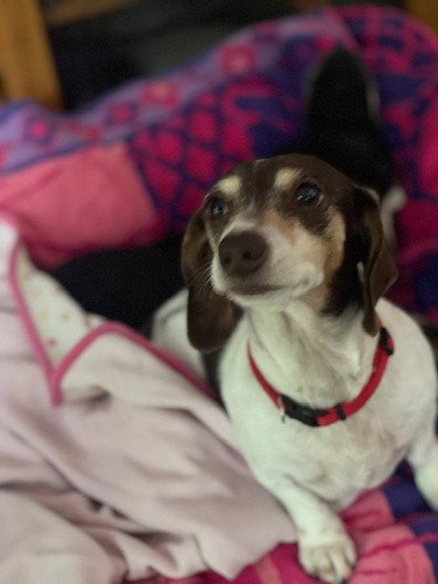 Snuggles San Diego  (bonded with Baby), Adoptable, Senior Female Dachshund.