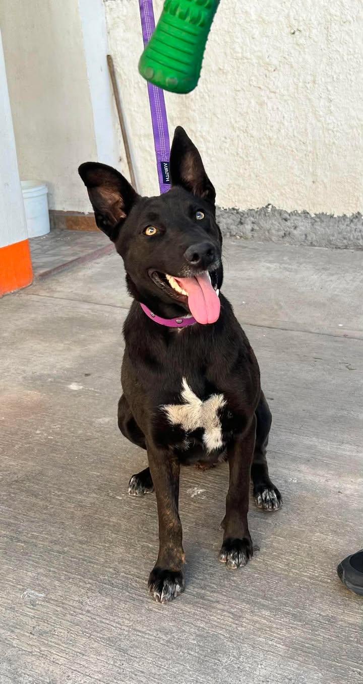 Negra, a ADOPTABLE mixed breed in Tijuana, BCN image 1/3
