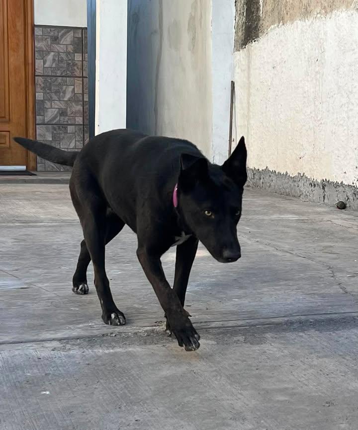 Negra, a ADOPTABLE mixed breed in Tijuana, BCN image 2/3