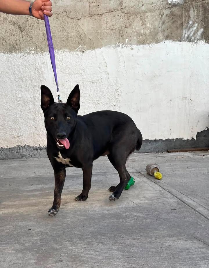Negra, a ADOPTABLE mixed breed in Tijuana, BCN image 3/3