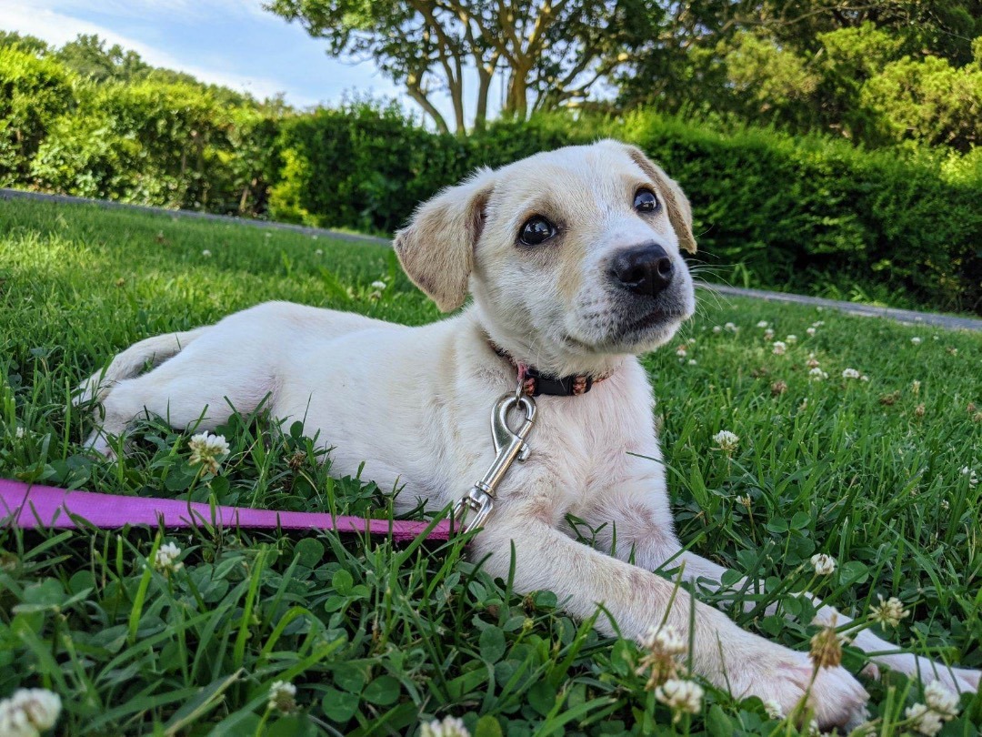 Zoe, a Adopted mixed breed in POCOMOKE CITY, MD image 1/6