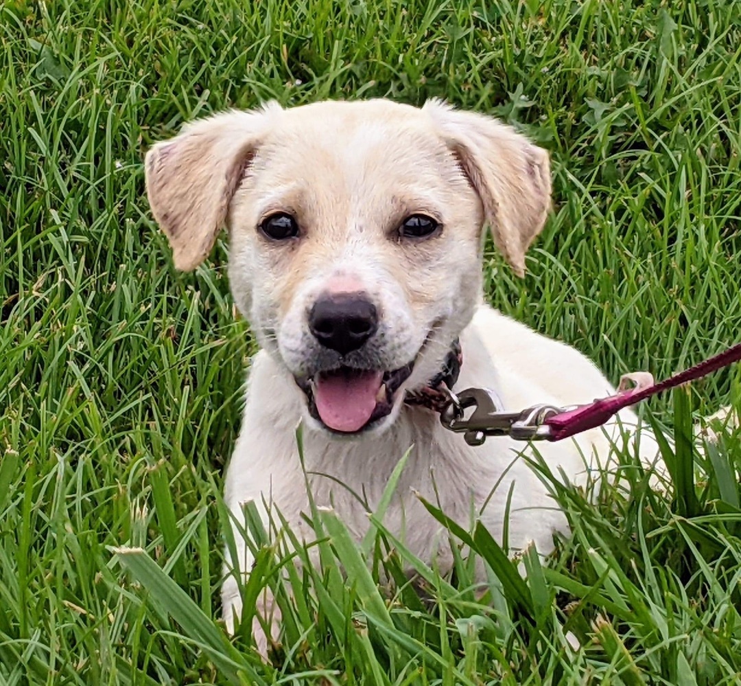 Zoe, a Adopted mixed breed in POCOMOKE CITY, MD image 2/6