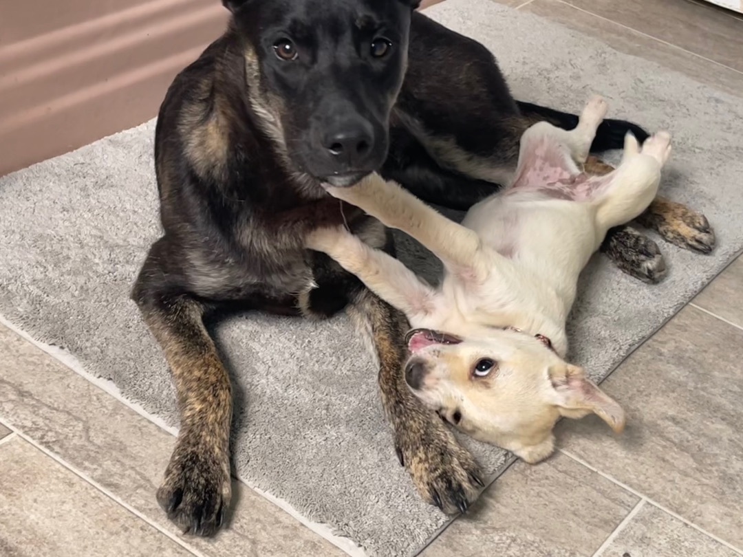 Zoe, a Adopted mixed breed in POCOMOKE CITY, MD image 3/6