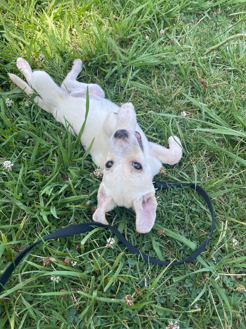 Zoe, a Adopted mixed breed in POCOMOKE CITY, MD image 4/6