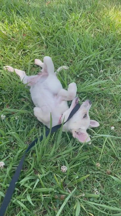 Enlarge Zoe, a Adopted mixed breed in POCOMOKE CITY, MD video 6/6