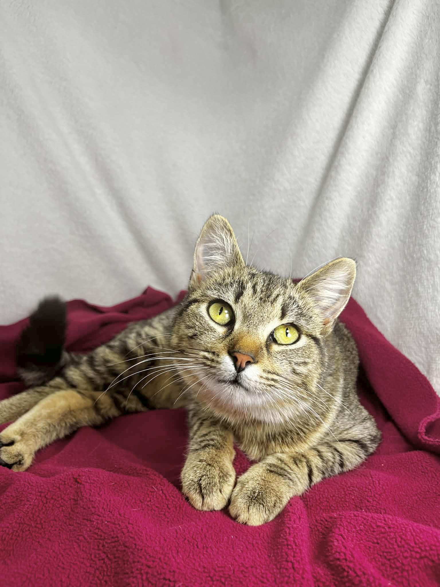 Cheeky, a ADOPTABLE Tabby in Tavares, FL image 2/3