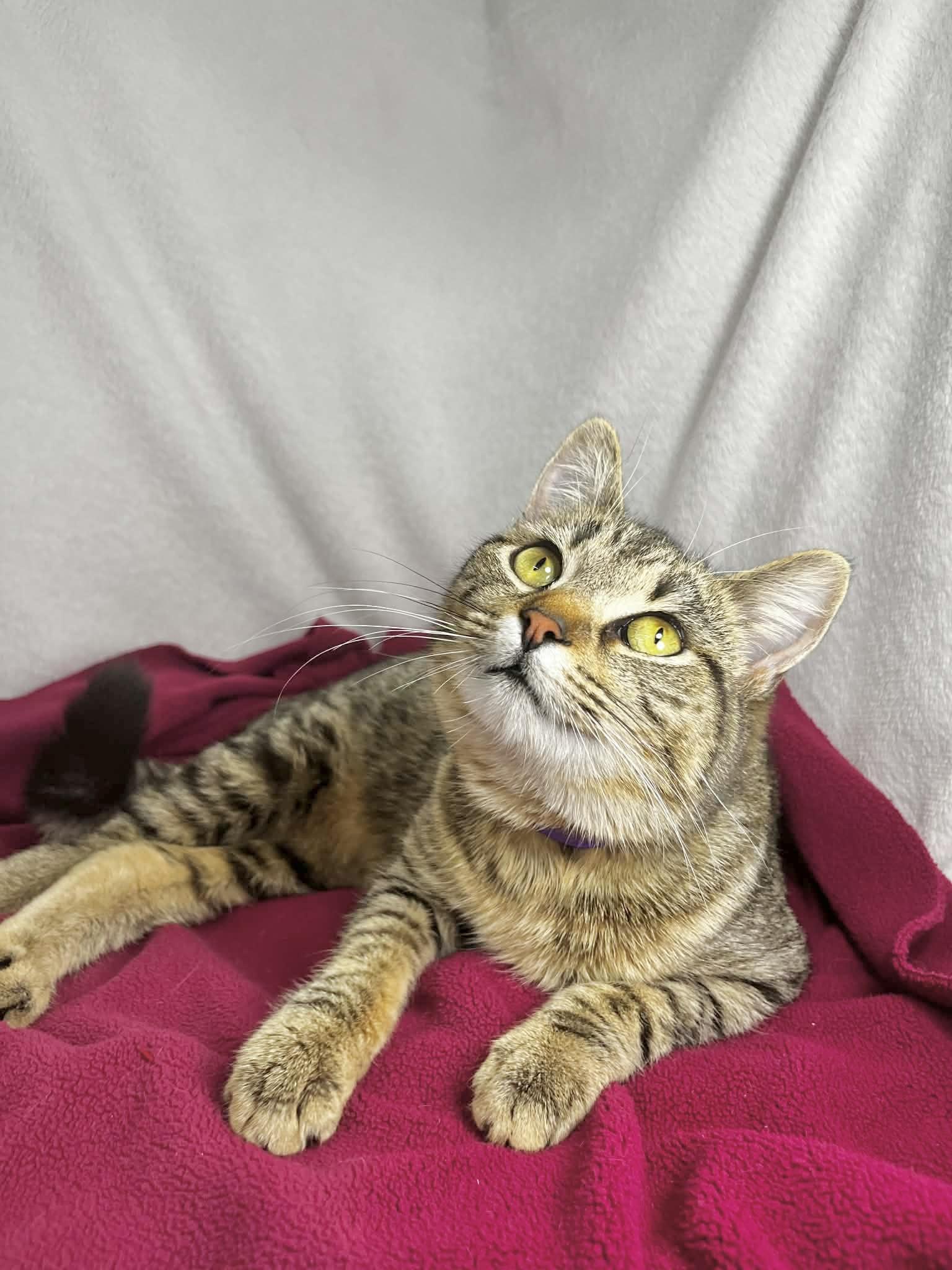 Cheeky, ADOPTABLE, Adult Female Tabby.